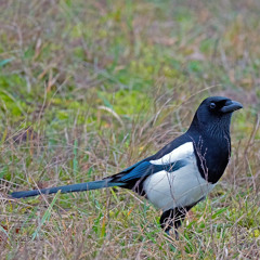 Elster/Magpie