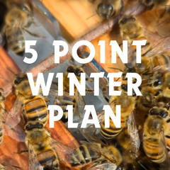 5 Point Winter Plan
