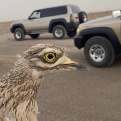 ‎⁨ياخفق قلبــي⁩