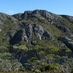 Eucalypts EP