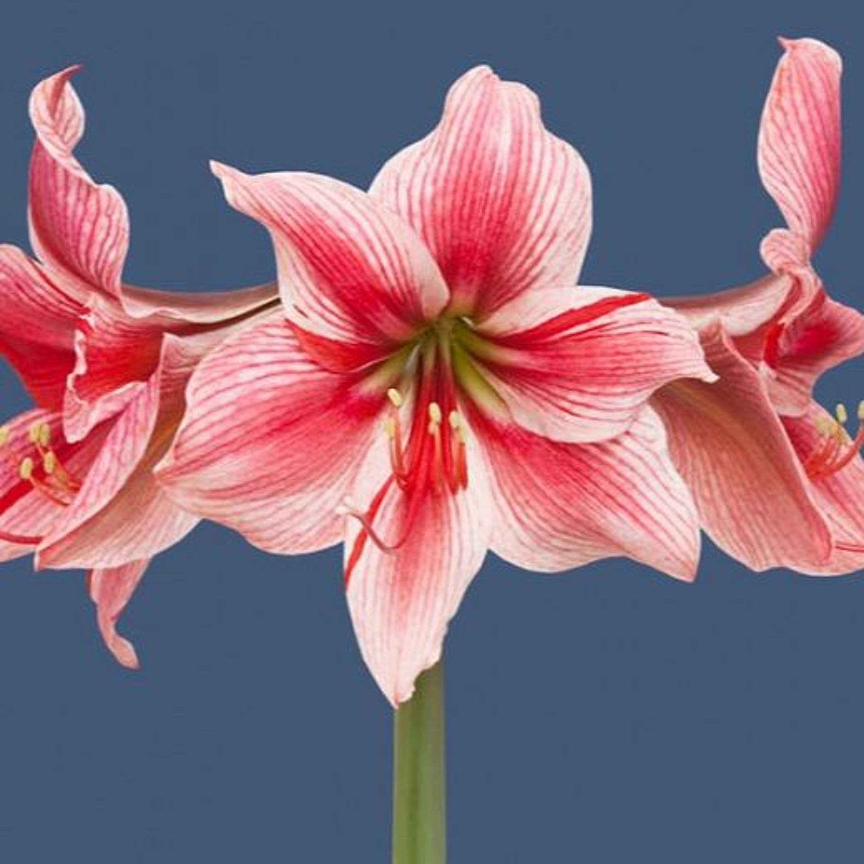 amaryllis episode artwork