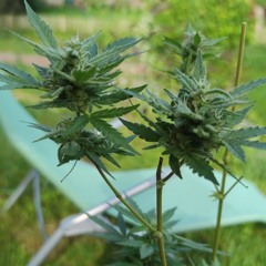 Sonnenschein im Garten (prod. by SickSoundz)