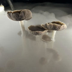 Do We Know Enough to Use Psychedelics As Medicine?