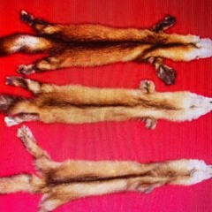Marten's Pelt.wav