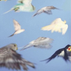 Watching Birds At Noon While We Eat Pesto Pasta //