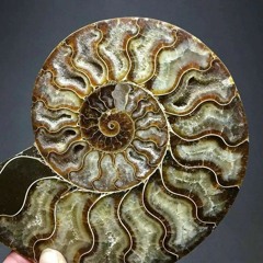 Fossils