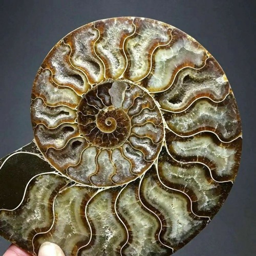 Fossils