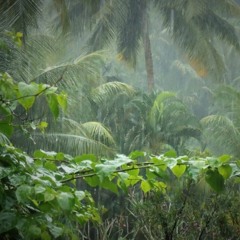 Laplapan Jungle Rain
