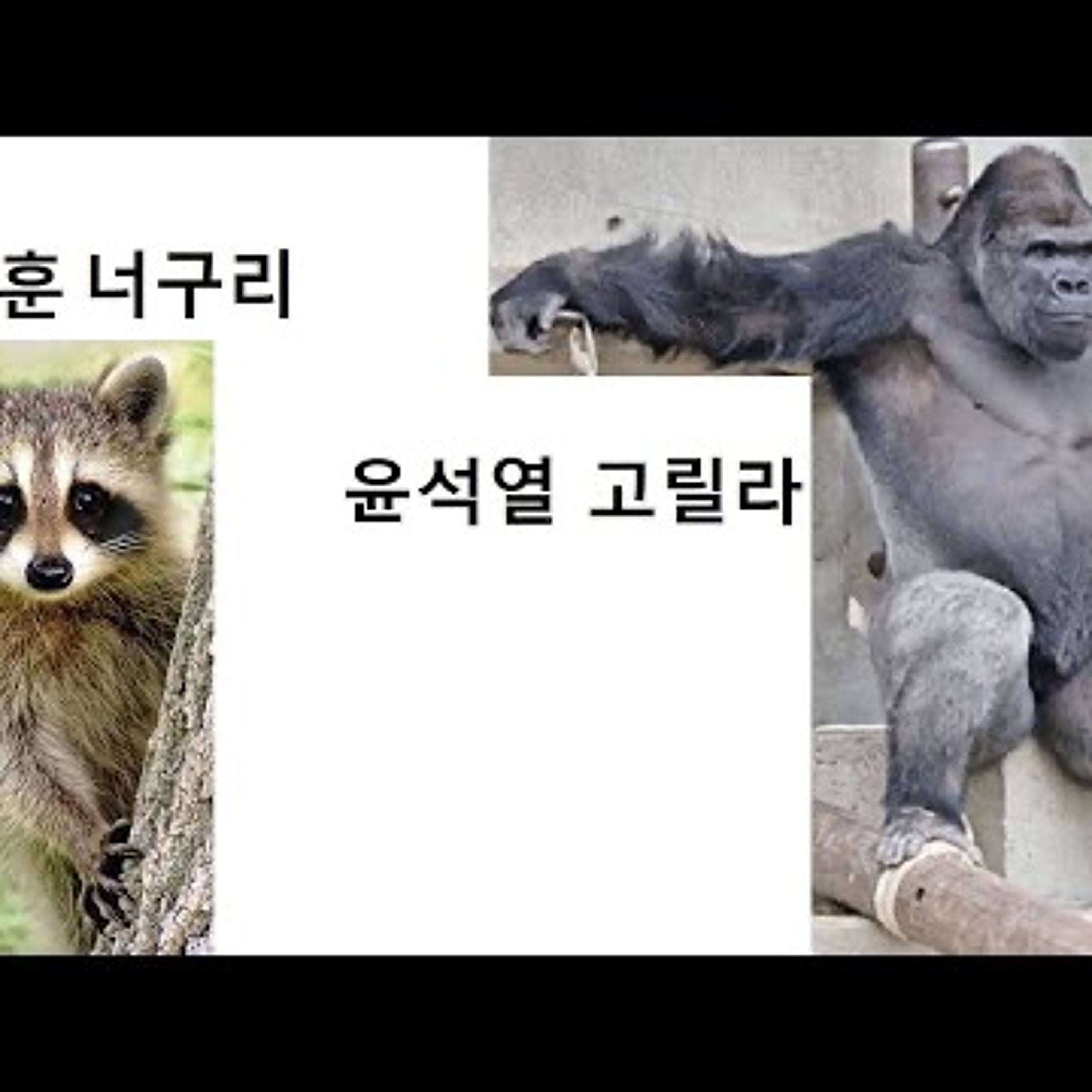 2024-10-31 윤석열 고릴라와 한동훈 너구리 episode artwork