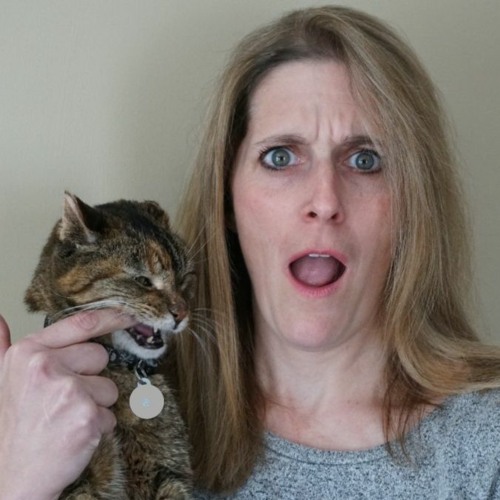 Stream episode Amy Newfield, CVT, VTS(ECC), MSEd by Veterinary