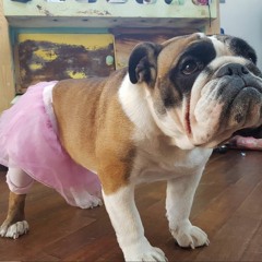 Electro Disco le retour