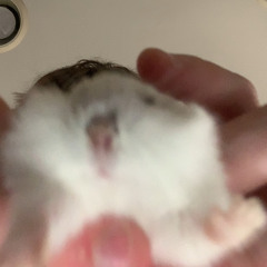 a not so gentle giant :( (ft. brokie)