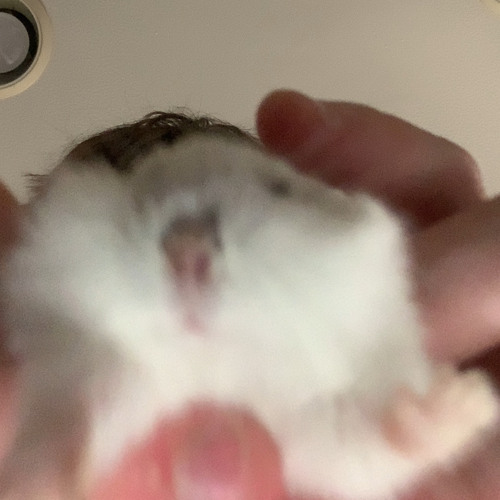 a not so gentle giant :( (ft. brokie)