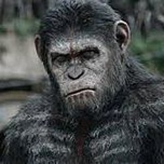 Apes do not want war