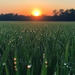 Morning Dew(2025)💧