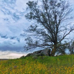 TonoBravo  (Ambient) FREE DL