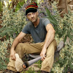 jamaconha opioid thief