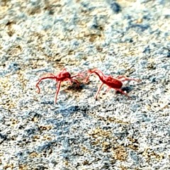 Red Spider Mite