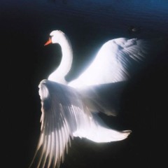 ana caprix - Swan Couture
