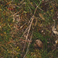 Kbser Ylcceb- SINGLE