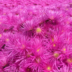 West coast Lovin(demo)