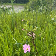 Riverbanks and Roses