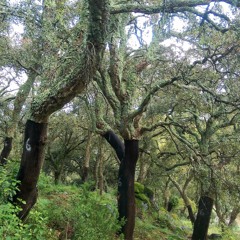 Serra Da Monchique, Portugal