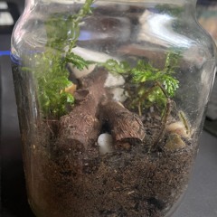 nect - terrarium