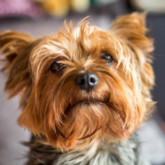 Little Dog (Covered)