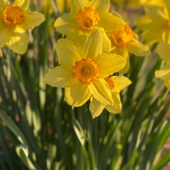 Bloom