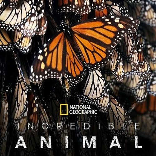 Incredible Animal Journeys Season 1 Episode 2 | FuLLEpisode -122H103109