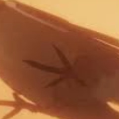 Stimming - keys don't match (TC Edit for official remix contest )