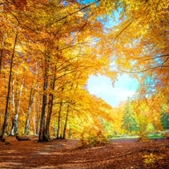 Indian Summer Mix 2024