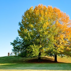 To Those Who Love Him (James 1:12)