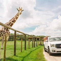 Review Special Price Wild Florida Drive-Thru Safari And Gator Park Admission