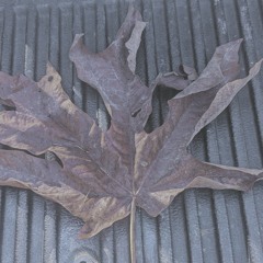 pot called the kettle black