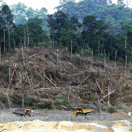 Capitalism Has No Solution To Ecocide