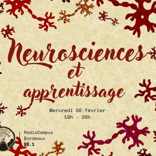 Sciences à l'Antenne - Neurosciences/apprentissages - 02/02/23