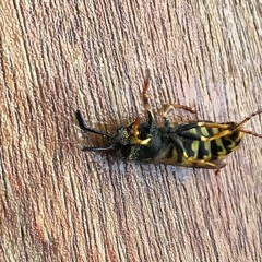 Hardfloor Time…15th SEPT 2014