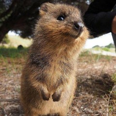 noonie - in my head (fixed intro n end) :3