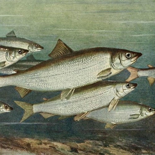 species counterpoint