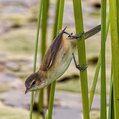 What's right: from brown and barren to biodiverse haven
