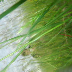 all things transient