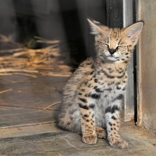 serval