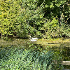 Montello - Pauksčiai Primena Tavo Vardą , Tavo Juoką