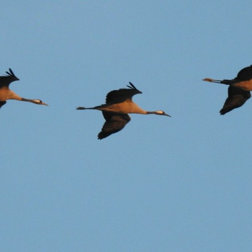 Départ des Grues cendrées, lac de Puydarrieux un 7 décembre 2023
