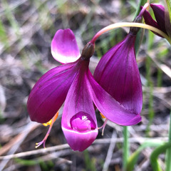 Hurricane (Solo Guitar & Voice)