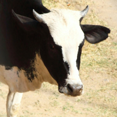 cow mooing sound (moo sound)