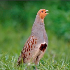 Grey Partridge