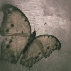 september2024 @yungdni @minaskrillex @1revert @knotchej